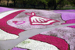 「野鳥の森フラワーガーデン」の芝桜(最寄駅:茂林寺前駅)